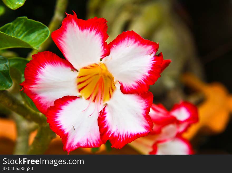 Pink Impala Lily Adenium close up