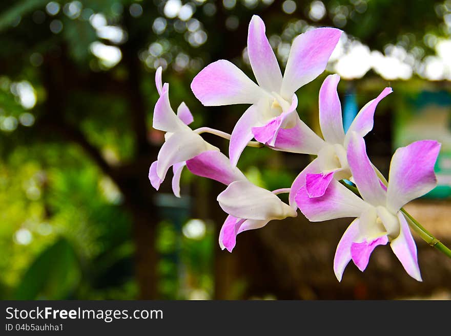 Orchid flower