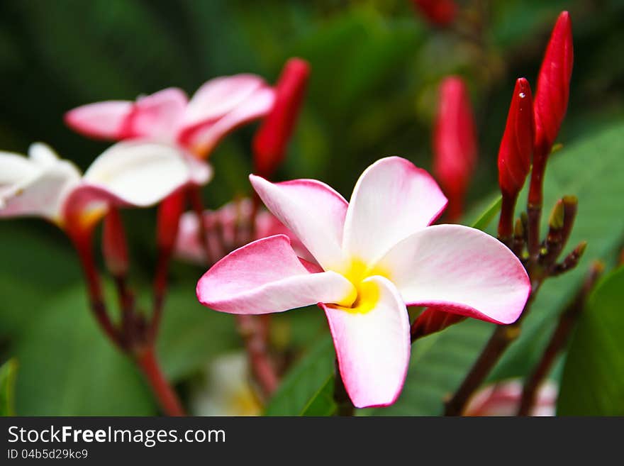 Pink Plumeria Flower close up