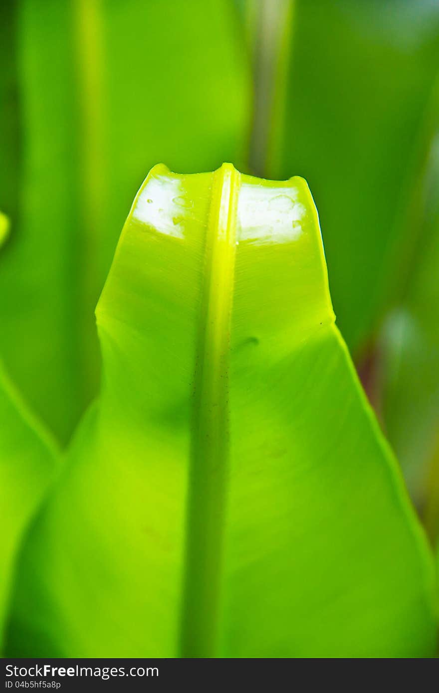 Asplenium Nidus