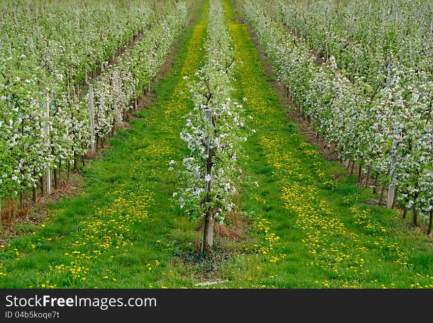 Apple Trees Blossom in Spring