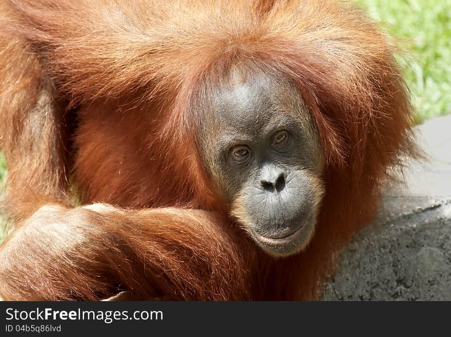 Orang Utan