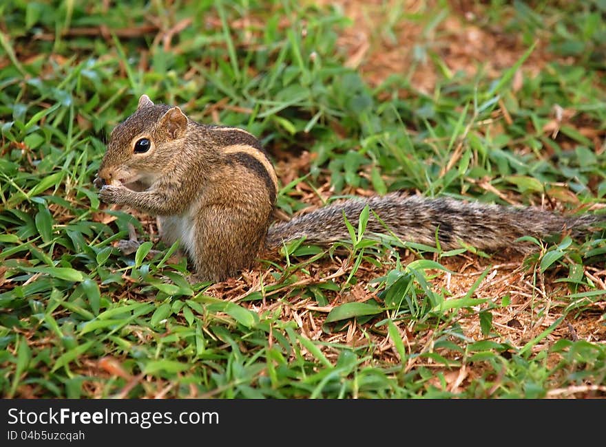 Striped Palm Squirrel