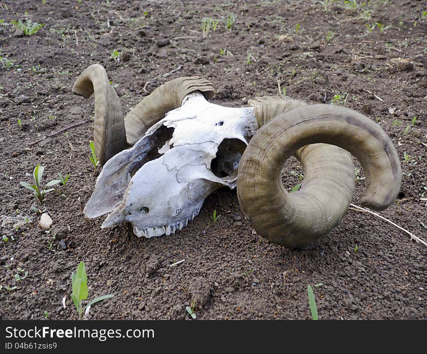 Skull of an old ram with great horns. Skull of an old ram with great horns