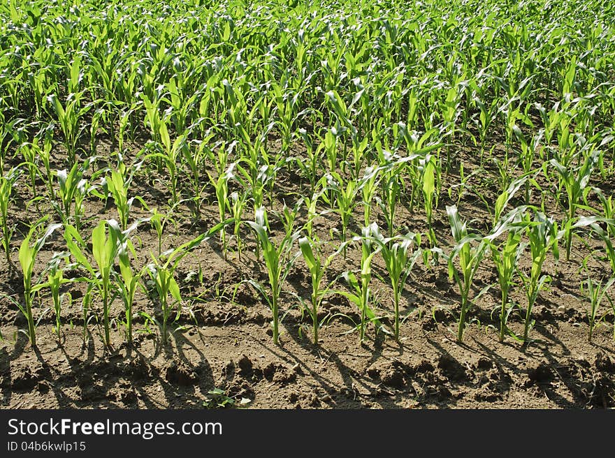 Nature Background Of Corn Field In Countryside.