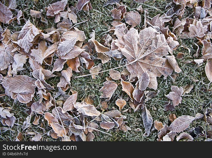 Frozen tree leaves on grass