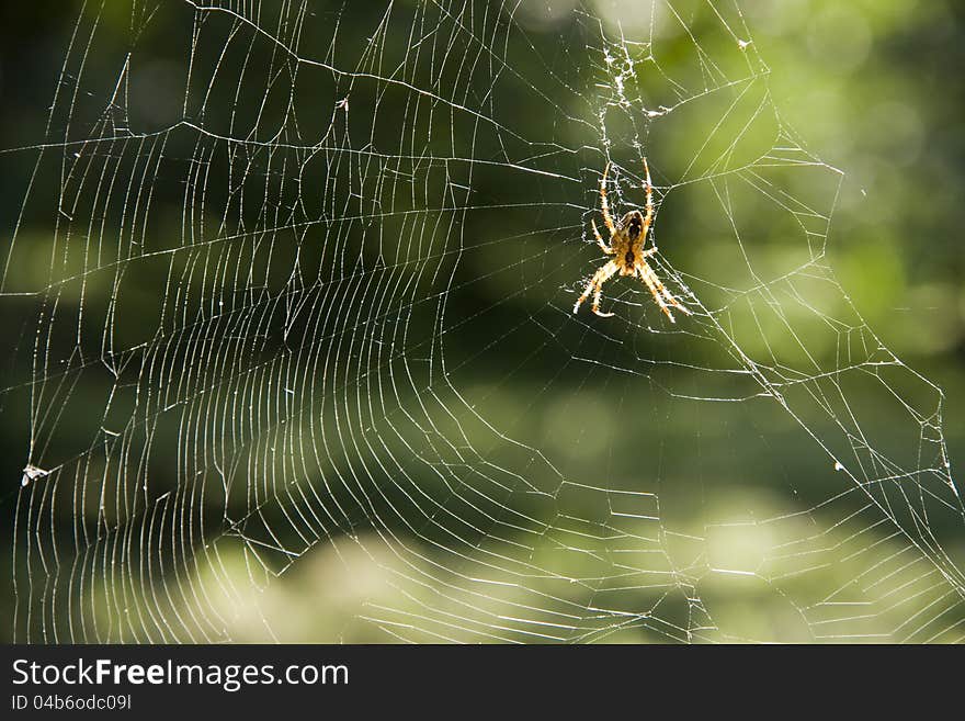 Yellow spider on web, isolated and a spider web, spider on a green background, torn spider web with spider, spider in daily sunlight