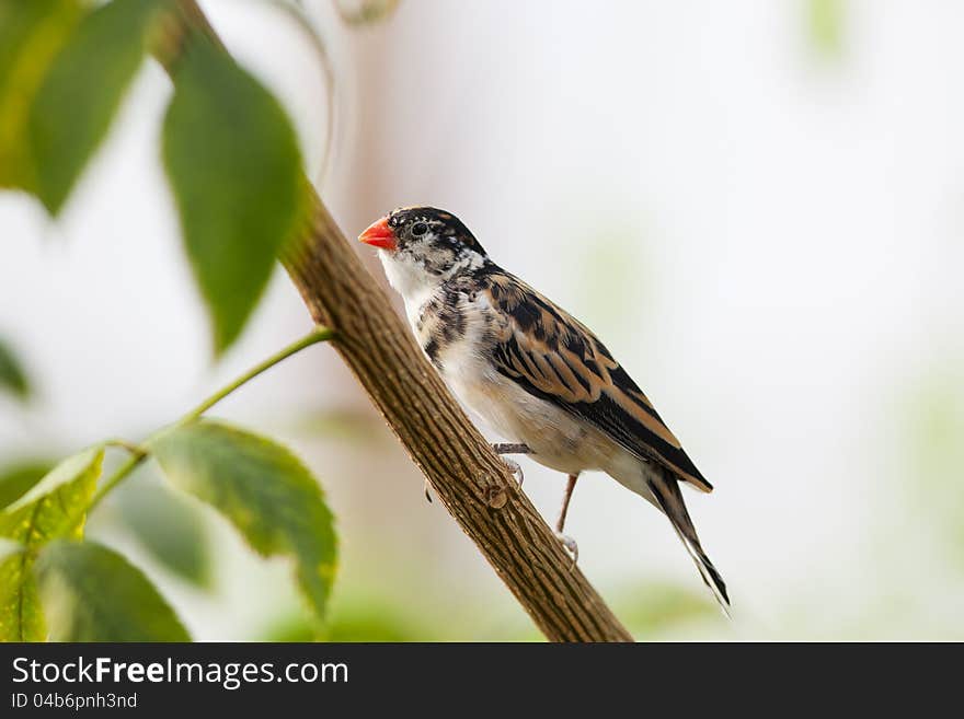 A tiny little finch resting on a branch. A tiny little finch resting on a branch.