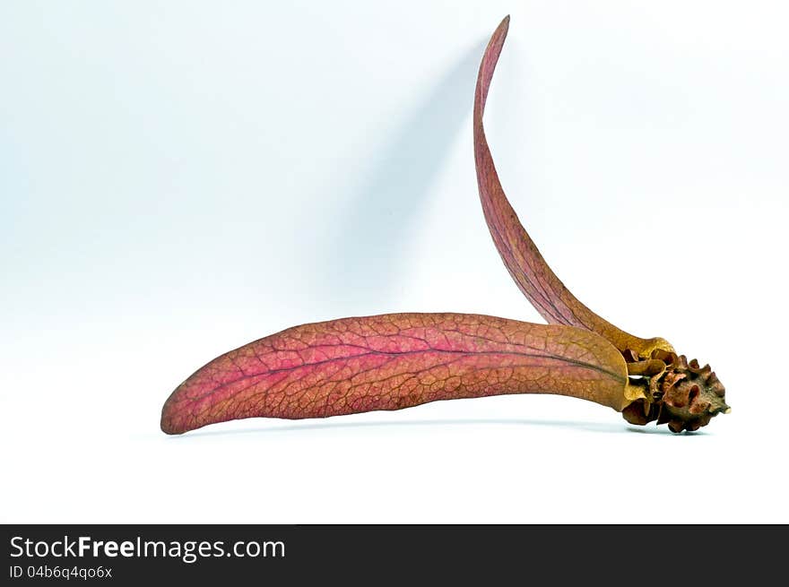 Flying seed on white background,spin seed