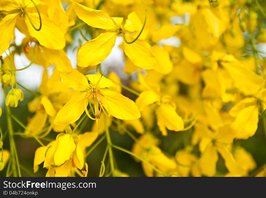 Golden Shower Tree