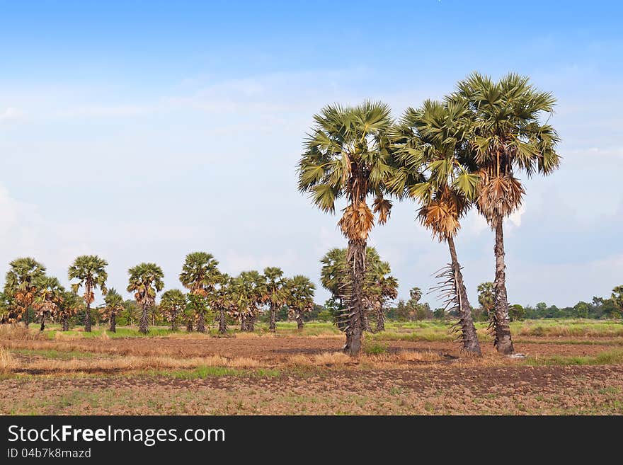 Sugar palm trees in the field , tropical friut