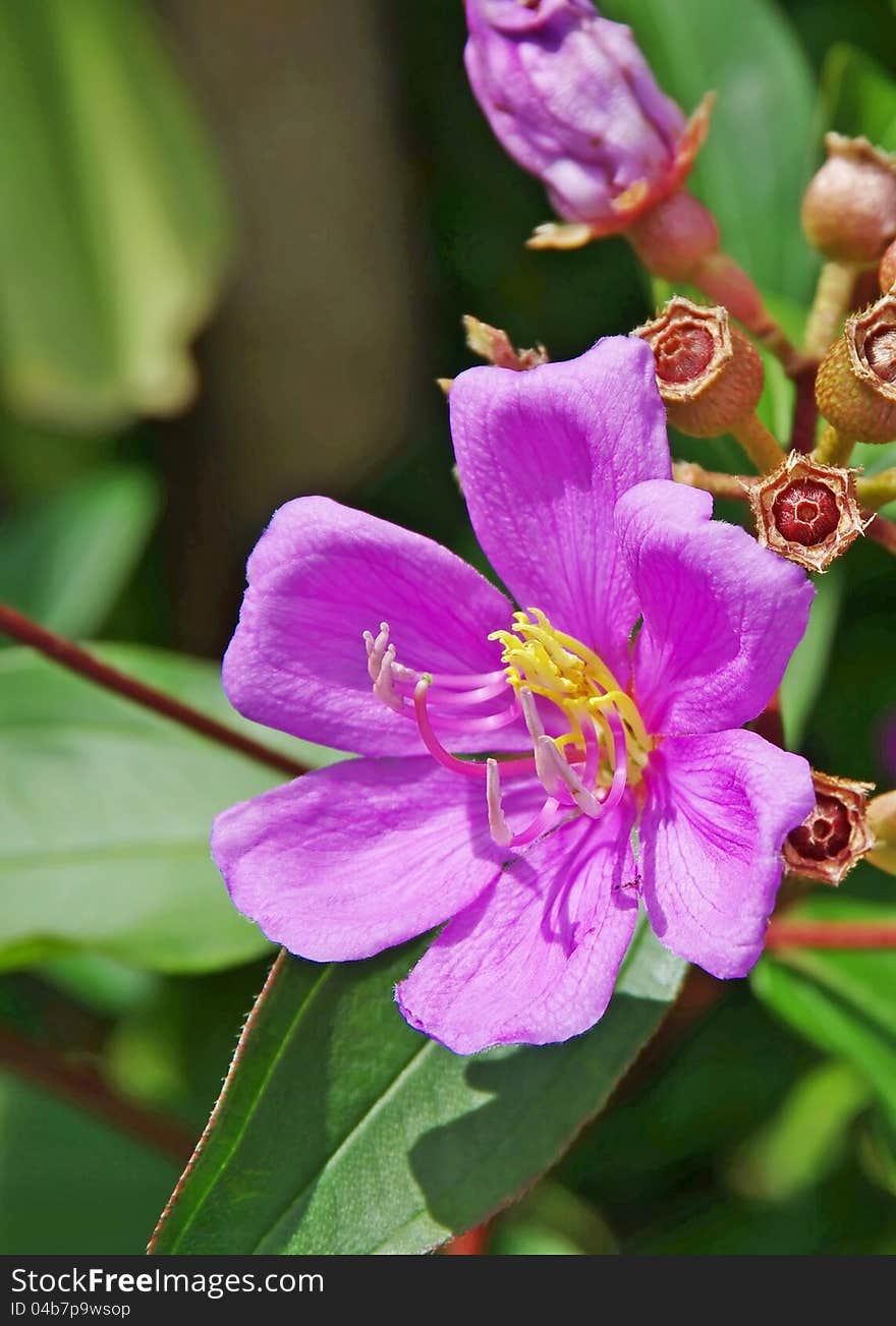 Kuduk-Kuduk Flower