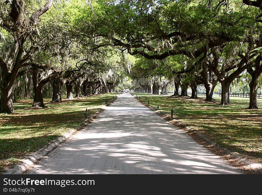 Famous Avenue of Oaks at Boone Hall Plantation in Mt. Pleasant, South Carolina