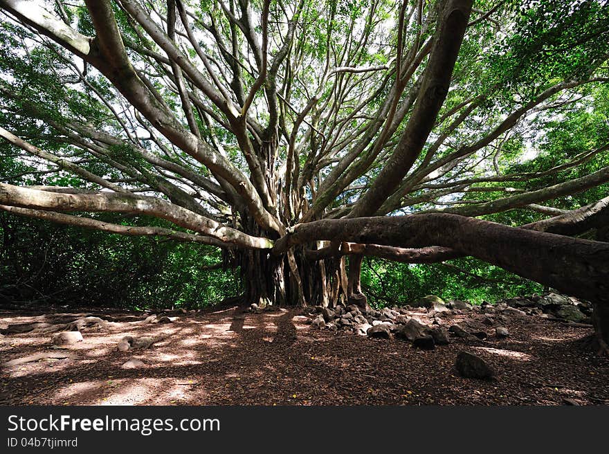 Banyan Tree Maui, Hawaii