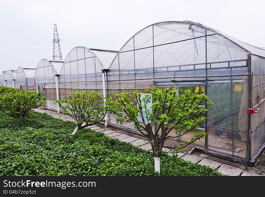 The  canopy  in  the  green  plants