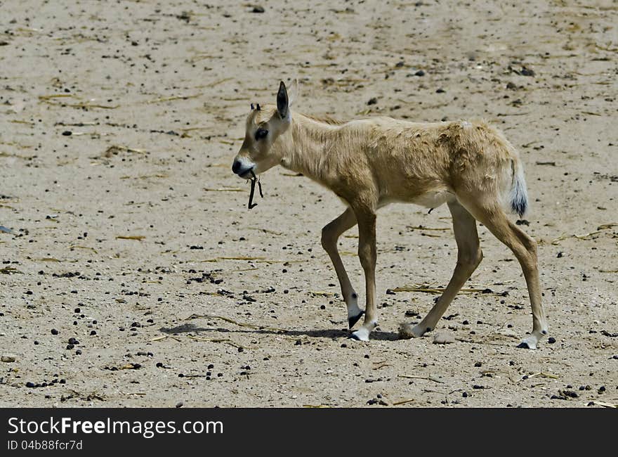 The Arabian oryx (Oryx leucoryx) in biblical Hai-Bar Yotvata nature reserve, 25 km north of Eilat, Israel. The Arabian oryx (Oryx leucoryx) in biblical Hai-Bar Yotvata nature reserve, 25 km north of Eilat, Israel