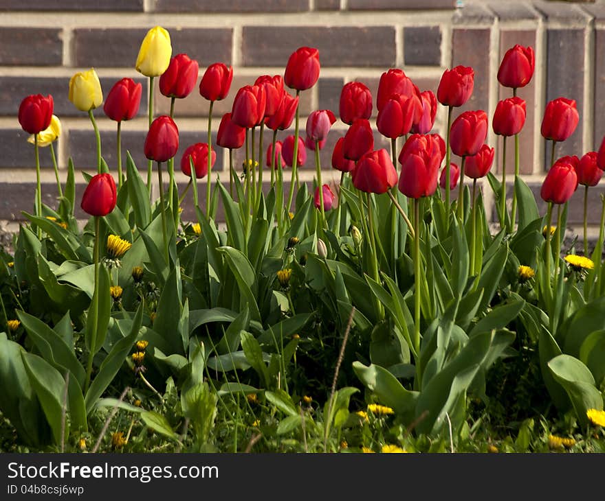 Spring tulips