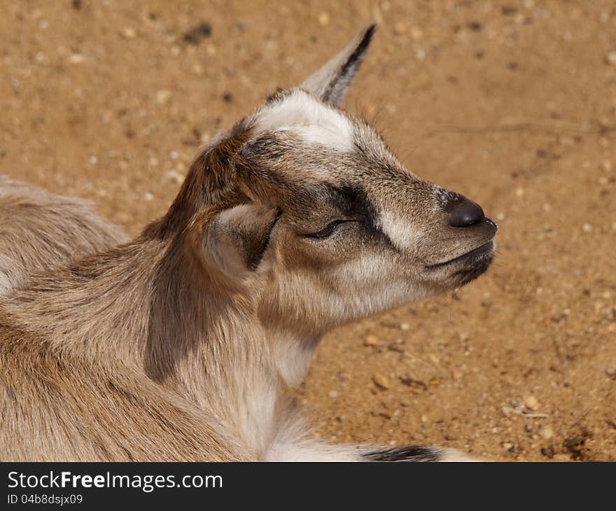 Cute little goat in the sun