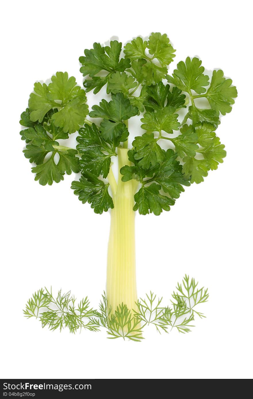 Tree of parsley and celery