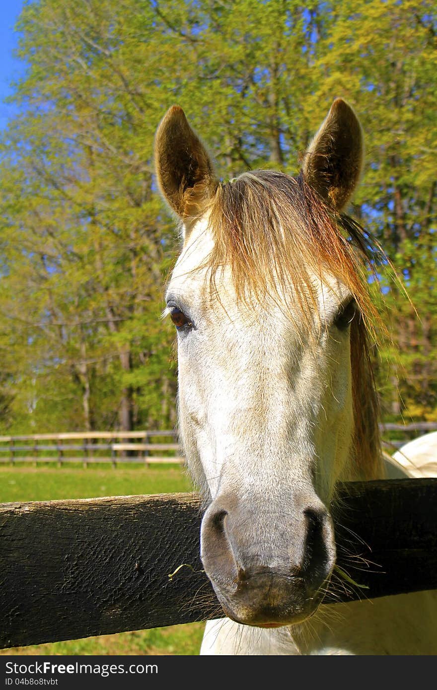 Headshot of red-forelocked, white horse against blue sky dappled with springtime trees. Headshot of red-forelocked, white horse against blue sky dappled with springtime trees