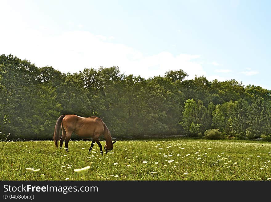 Brown horse grazing in summer field of Queen Anne's Lace