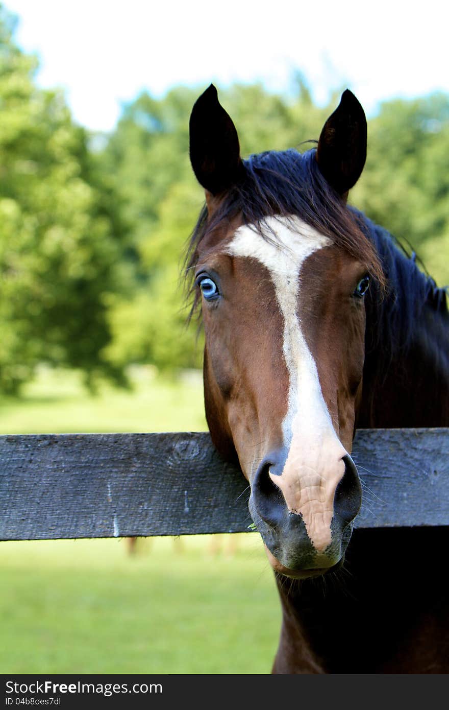 Headshot of striking, blue-eyed horse with white blaze against summer greenery. Headshot of striking, blue-eyed horse with white blaze against summer greenery