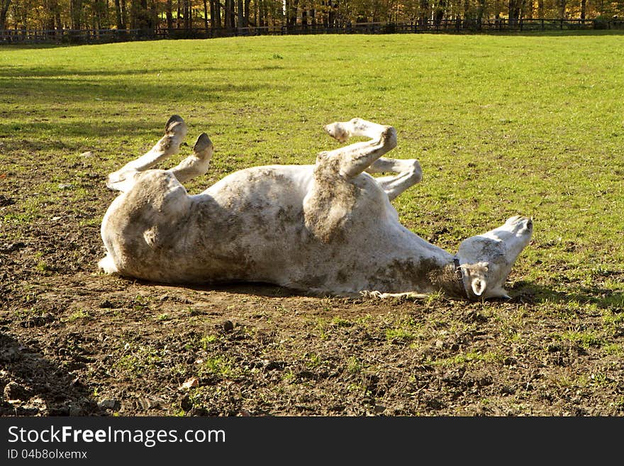 Dirty white horse rolling in spring mud on it's back. Dirty white horse rolling in spring mud on it's back