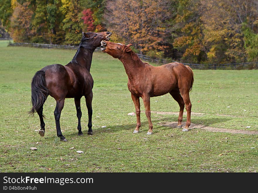 Two brown horses in green meadow, playing. Two brown horses in green meadow, playing