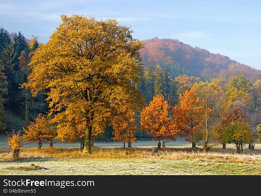 Autumn landscape with coloured trees