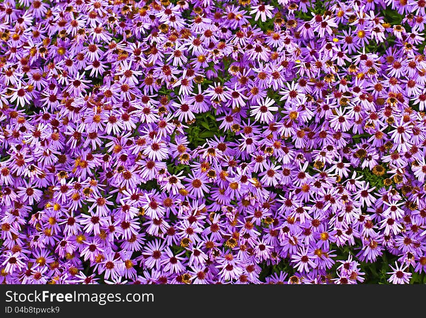 Purple chrysanthemum flowers (autumn vivid background)