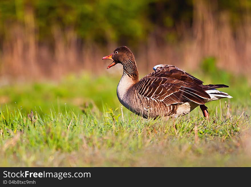 Wild goose walking across the lawn