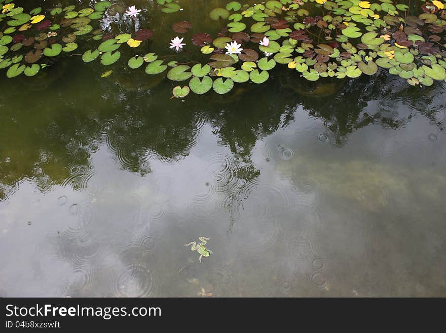 A lily pond under the rain with a lazy frog. A lily pond under the rain with a lazy frog