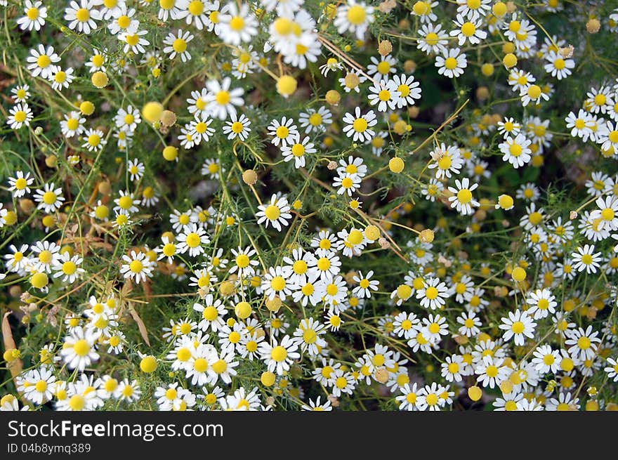 Chamomile daisies