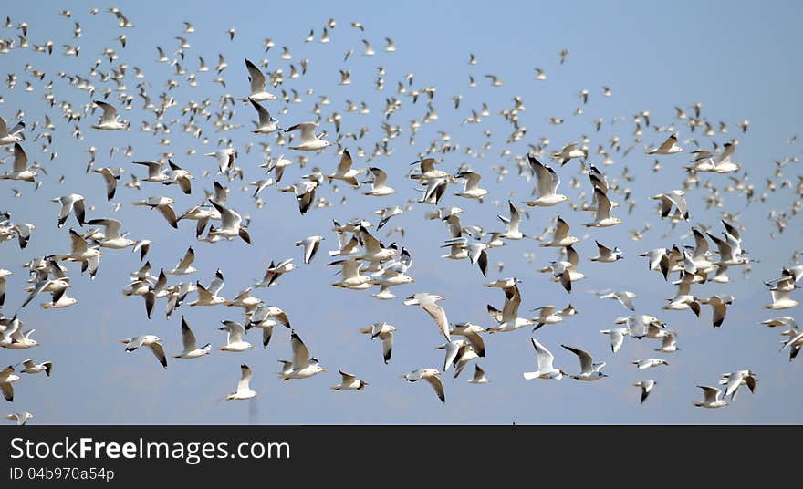 A group of seagull flying in the sky,A beautiful natural environment, a place of leisure. A group of seagull flying in the sky,A beautiful natural environment, a place of leisure