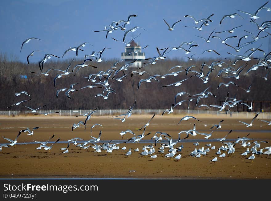 A group of Seagull fly in sky,Rest on the beautiful beach seagulls. A group of Seagull fly in sky,Rest on the beautiful beach seagulls