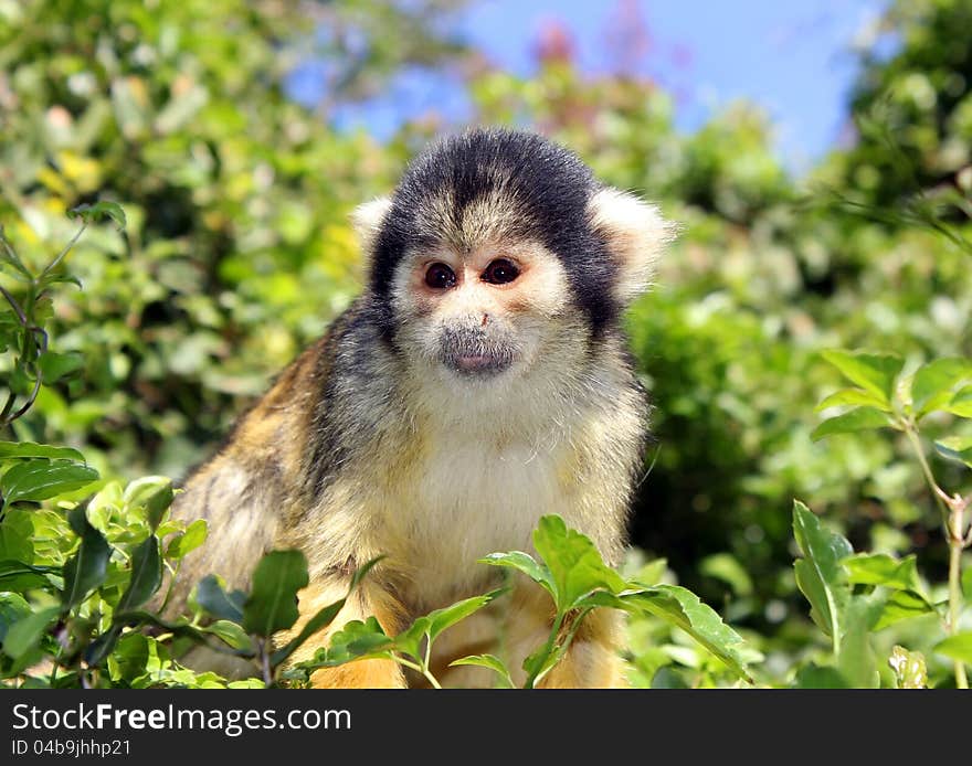 Black-capped squirrel monkey sitting on tree branch