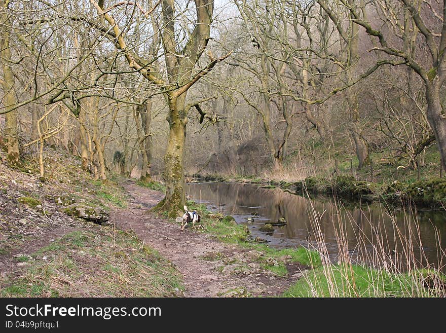 River running through a woodland