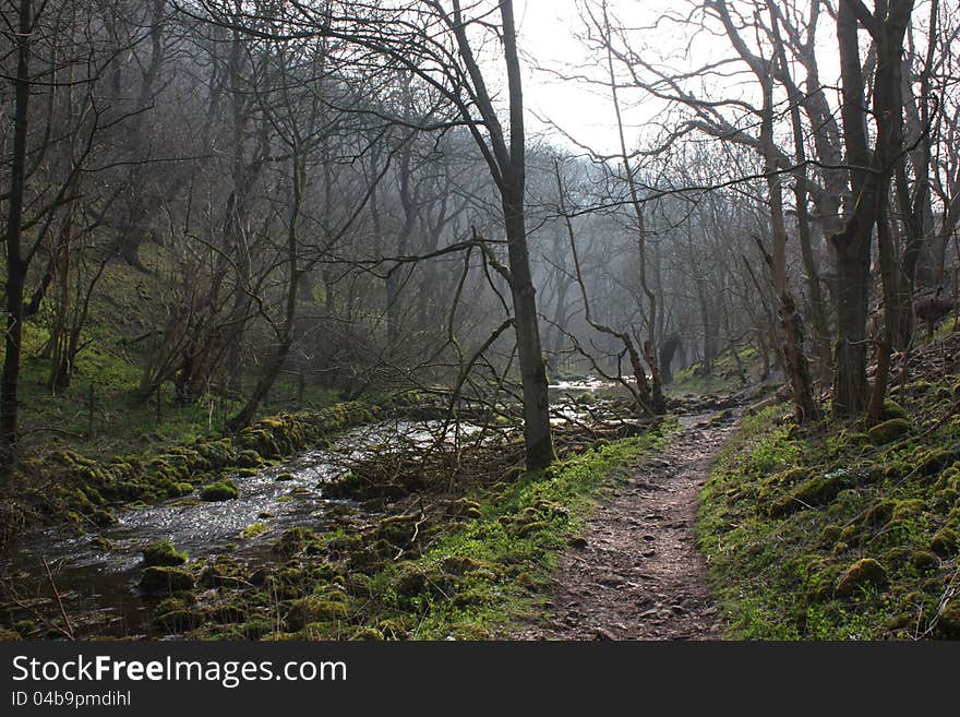 River running through a woodland