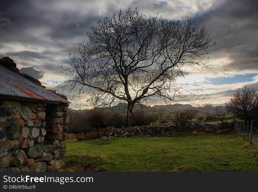 Tree in a field under a cloudy sky