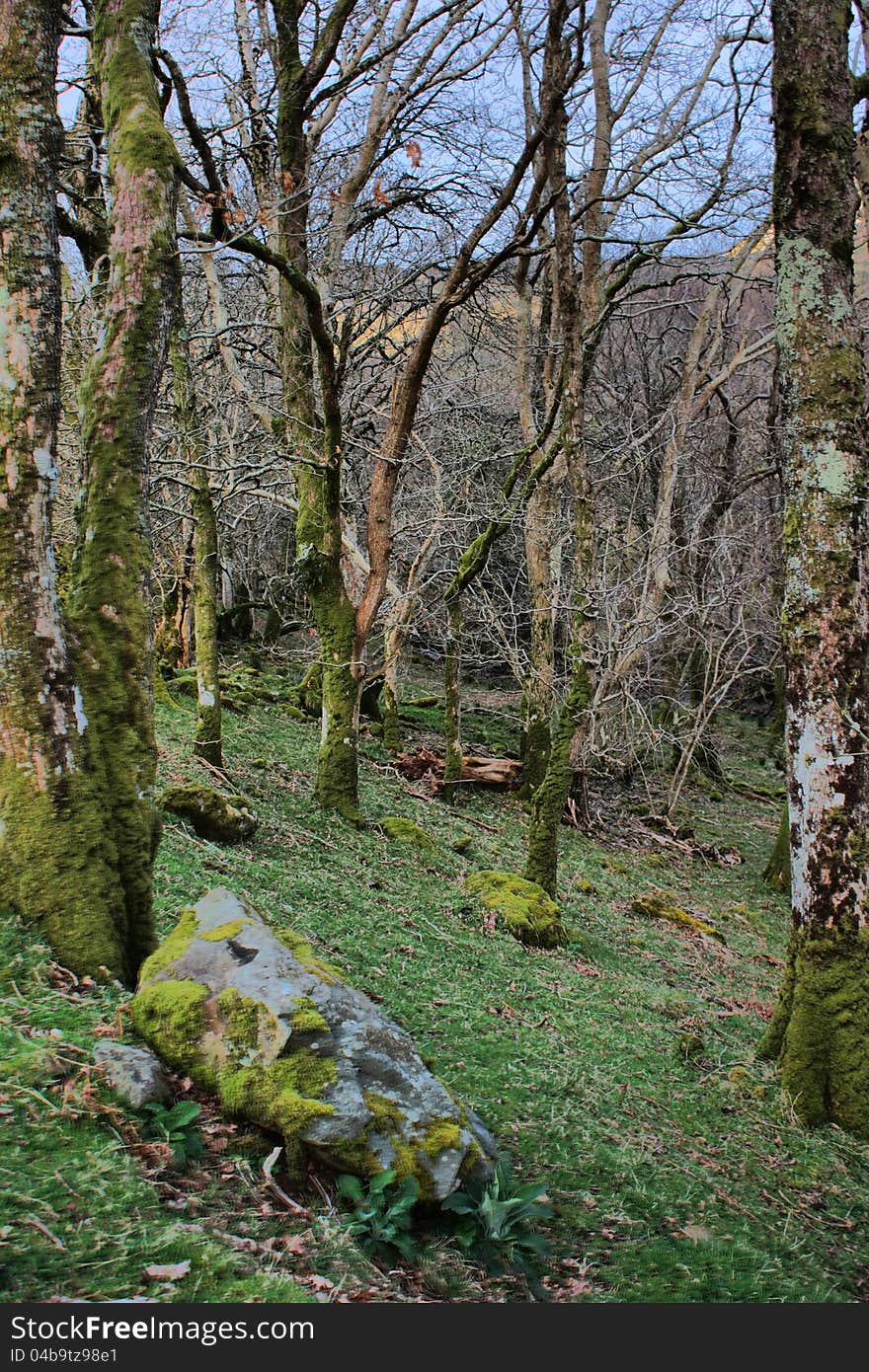 A tree next to a moss covered stone in a forest. A tree next to a moss covered stone in a forest