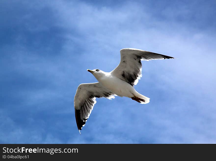 Seagull in flight