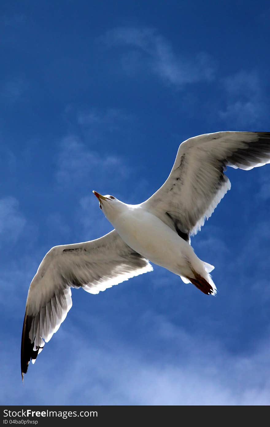 Seagull in flight with the blue sky background