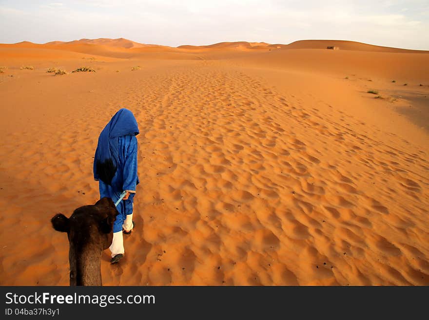 Berber leading a camel into the stunning sand dunes of Sahara desert in Merzouga, Morocco. Berber leading a camel into the stunning sand dunes of Sahara desert in Merzouga, Morocco