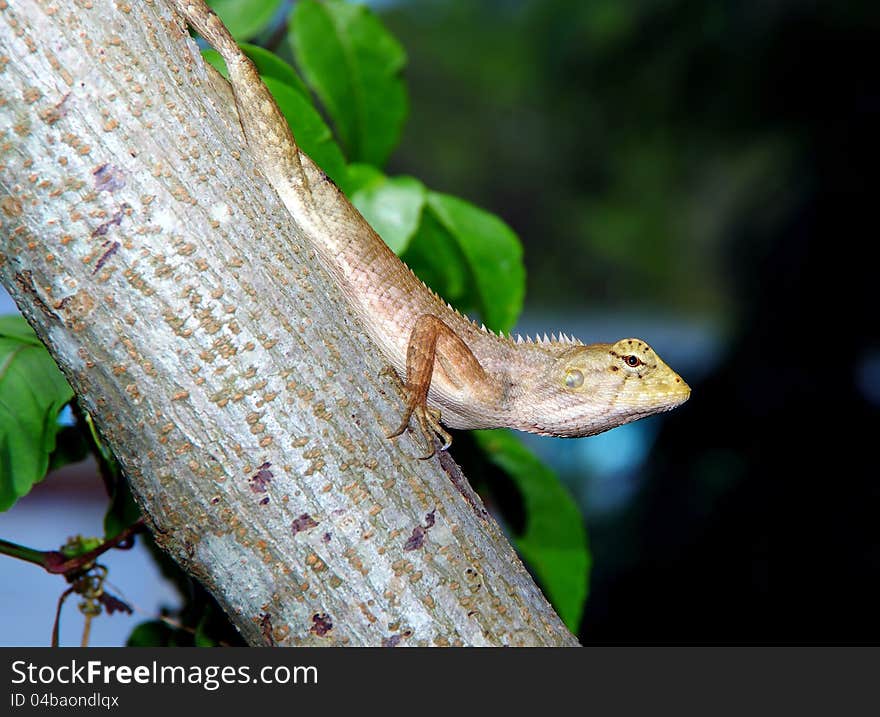 This lizard possesses sparkling eyes. there are pointed-thorns on its back-neck. well-textured on its scaly-skins. movable quadratic bone. it has a very keen eye-site and it also uses body language posturing and gestures such as head-bobbing to communicate. This lizard possesses sparkling eyes. there are pointed-thorns on its back-neck. well-textured on its scaly-skins. movable quadratic bone. it has a very keen eye-site and it also uses body language posturing and gestures such as head-bobbing to communicate.