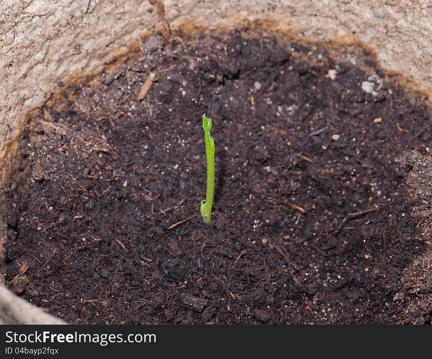 A pea shoot that is a just few days old. A pea shoot that is a just few days old.