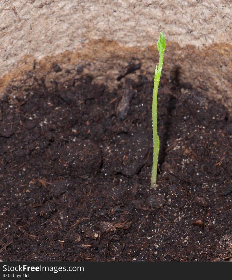 A pea shoot that is a just few days old. A pea shoot that is a just few days old.