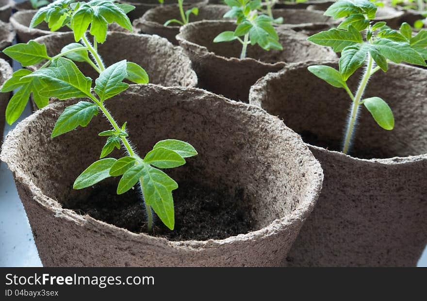 A tomato plant which is a month old.