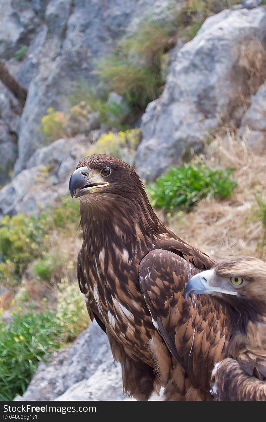 Two eagles on the lookout in the Crimean mountains