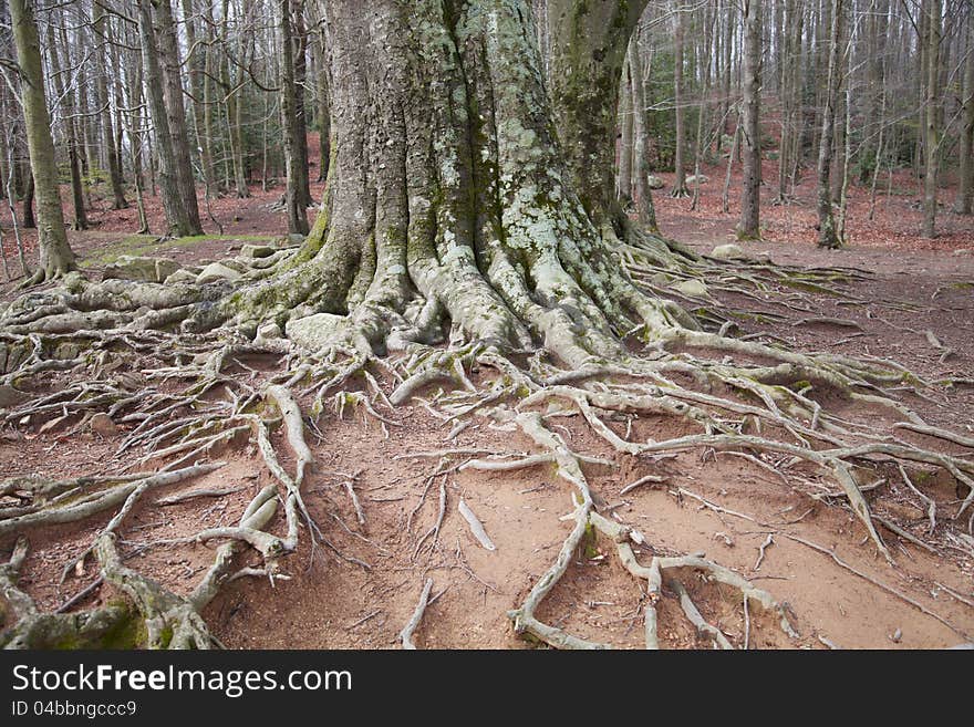 Montseny Natural Park