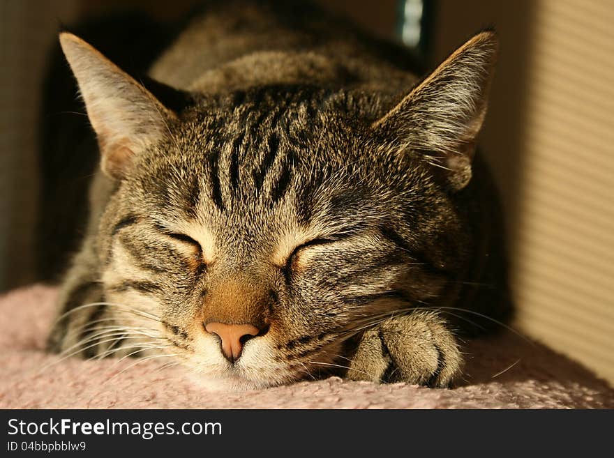 Snoozing short hair tabby cat. Snoozing short hair tabby cat